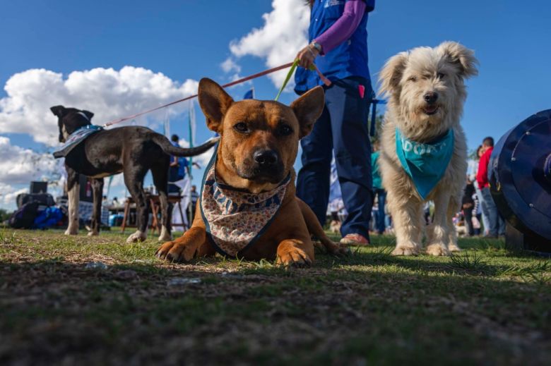 Llega una nueva Feria de Adopciones por el Día del Animal