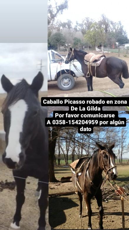 Tras la difusión por Radio Río Cuarto surgió un dato y aparecieron dos caballos robados en La Gilda