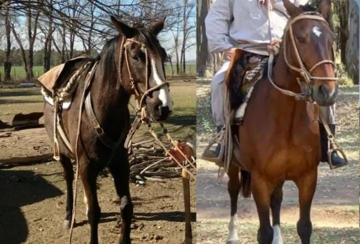 Tras la difusión por Radio Río Cuarto surgió un dato y aparecieron dos caballos robados en La Gilda