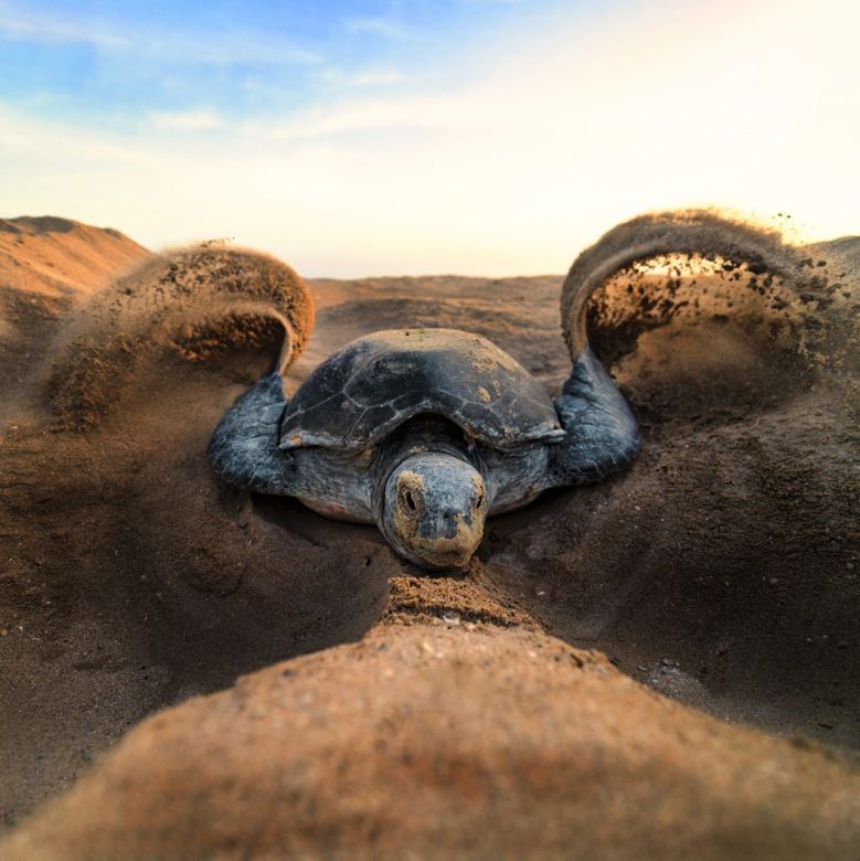 La  tortuga verde -Chelonia midas- deja su huella