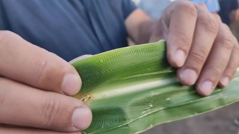 Fertilizar: El objetivo es pensar cómo llegar a una agricultura más eficiente y sostenible en 2040