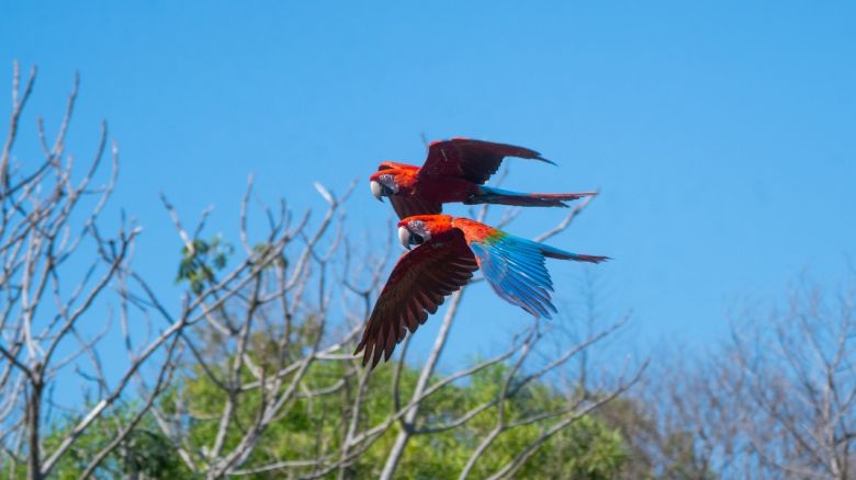 Una joven introduce al guacamayo rojo en Corrientes y escribe historias inspiradoras sobre este animal