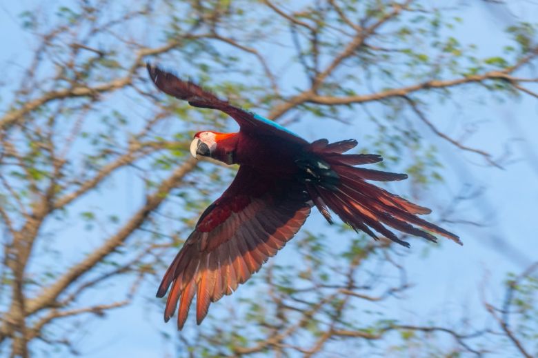 Una joven introduce al guacamayo rojo en Corrientes y escribe historias inspiradoras sobre este animal