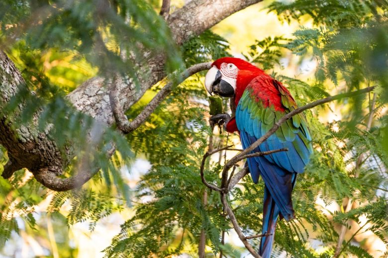 Una joven introduce al guacamayo rojo en Corrientes y escribe historias inspiradoras sobre este animal