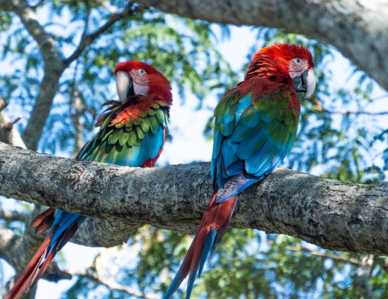 Una joven introduce al guacamayo rojo en Corrientes y escribe historias inspiradoras sobre este animal