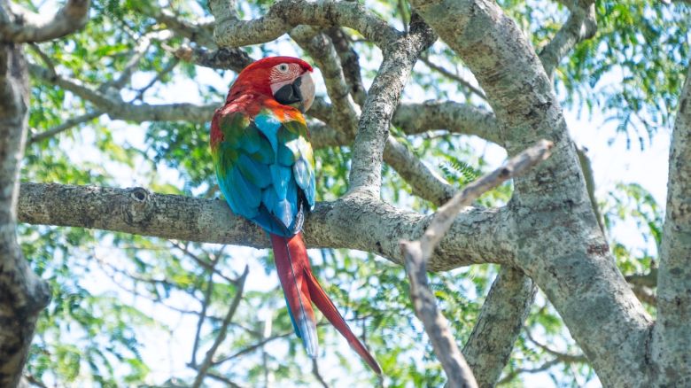 Una joven introduce al guacamayo rojo en Corrientes y escribe historias inspiradoras sobre este animal