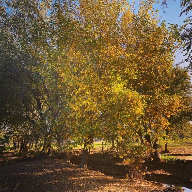 Hasta el miércoles continúa el otoño primaveral 