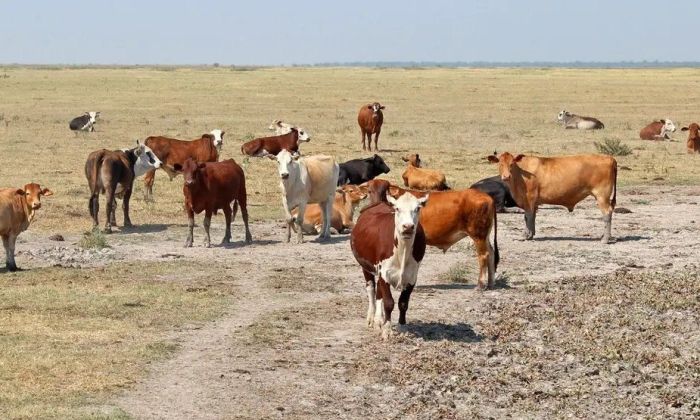 Sumarán dos denuncias de productores estafados en Huinca Renancó y Pincen