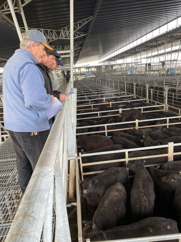 Comenzó la semana Angus en Cañuelas y desde el jueves la Raza Líder se instala en La Rural