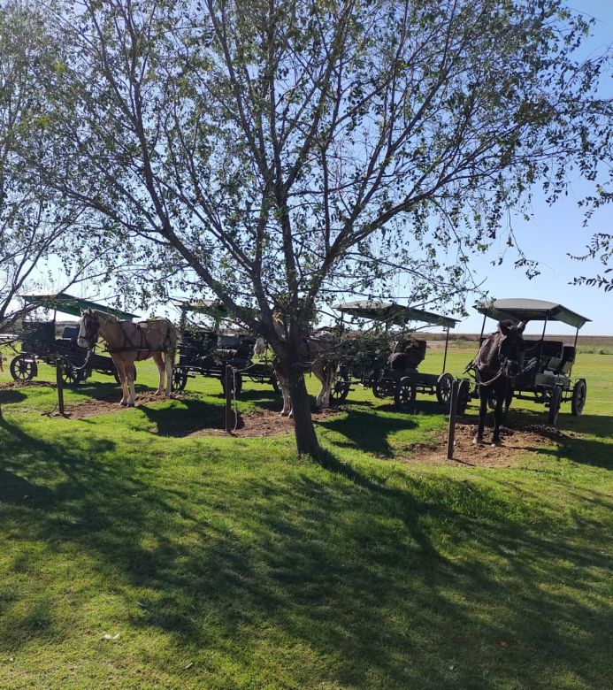 La Colonia Menonita de La Pampa que mantiene sus tradiciones y se caracteriza por una prolijidad absoluta