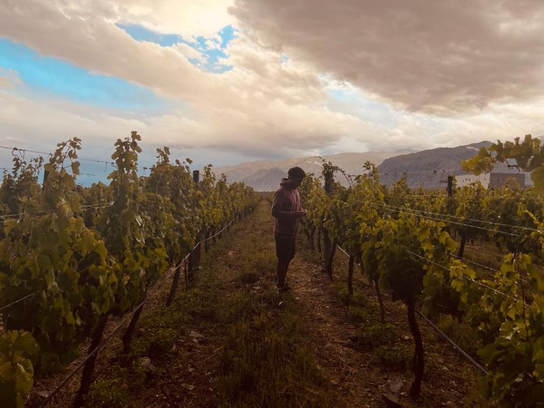 Un vino hecho en un garaje que surgió a partir de una tesis de levaduras nativas 