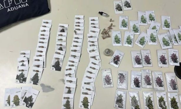 Argentino quiso ingresar al país 1.620 semillas de marihuana camuflado en un tour de compras