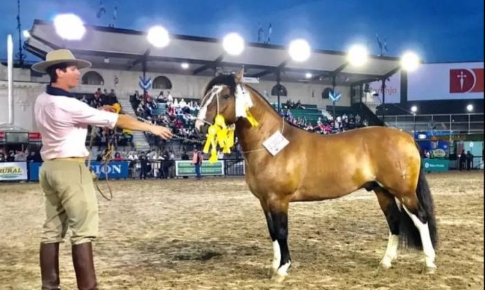 Por primera vez en la historia un Caballo Criollo será el primer animal en pisar Palermo 2023