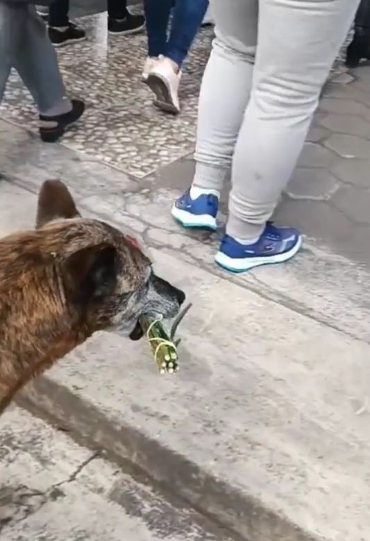 Una perra acompañó un cortejo fúnebre con un ramo de flores y conmovió a todos 