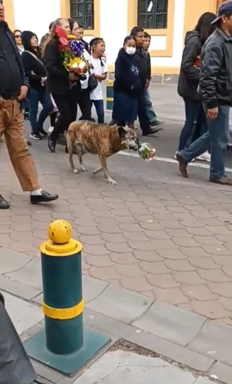 Una perra acompañó un cortejo fúnebre con un ramo de flores y conmovió a todos 