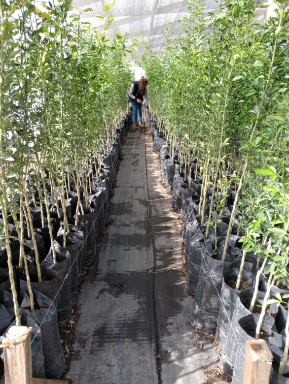 De comprar limones para su casa pasaron a ser los principales productores de cítricos de La Pampa