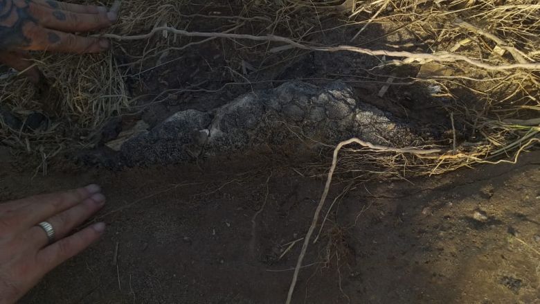 Vecinos hallaron fósiles en las costas del río Cuarto