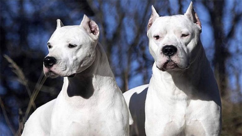 Dos perros dogo atacaron a una nena de 15 años que murió este lunes