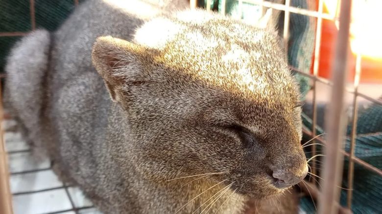 Liberaron al felino que apareció en una escuela en Traslasierra