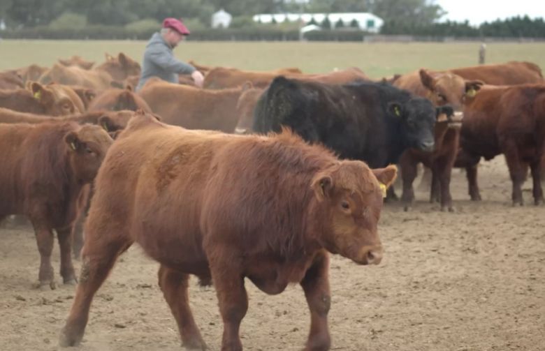 En un día a campo, el grupo «Angus Colorados del Centro» mostró los ejemplares que salen a remate en agosto