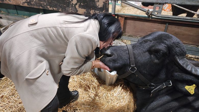 Los bubalinos forman parte de palermo y son una especie mansa para los campos