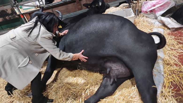 Los bubalinos forman parte de palermo y son una especie mansa para los campos