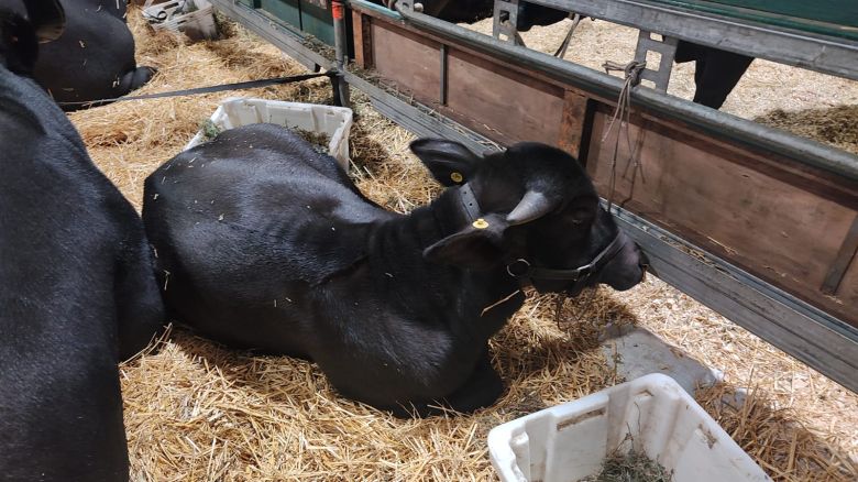 Los bubalinos forman parte de palermo y son una especie mansa para los campos