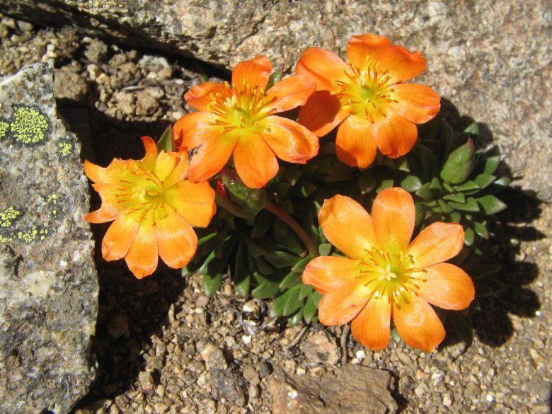 Una riocuartense con una vida de ensueños entre la montaña, las plantas y su perra “Chocolina”