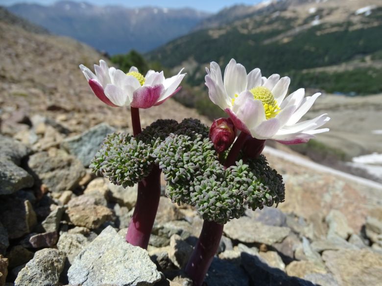 Una riocuartense con una vida de ensueños entre la montaña, las plantas y su perra “Chocolina”