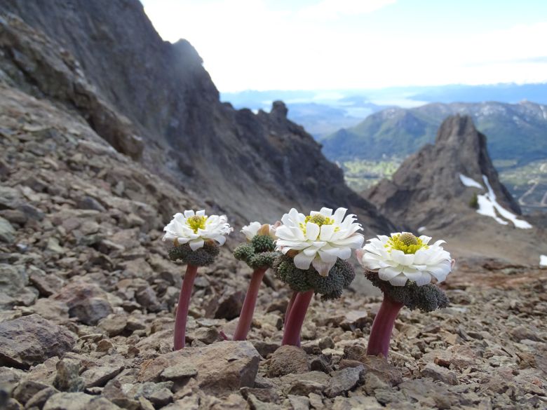 Una riocuartense con una vida de ensueños entre la montaña, las plantas y su perra “Chocolina”