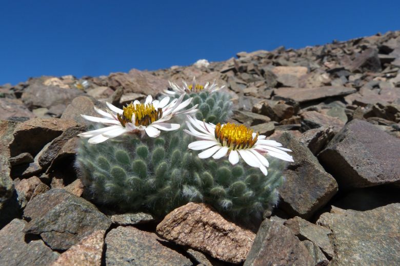 Una riocuartense con una vida de ensueños entre la montaña, las plantas y su perra “Chocolina”