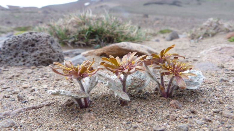 Una riocuartense con una vida de ensueños entre la montaña, las plantas y su perra “Chocolina”