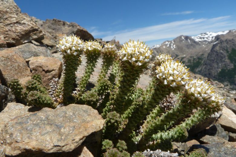 Una riocuartense con una vida de ensueños entre la montaña, las plantas y su perra “Chocolina”