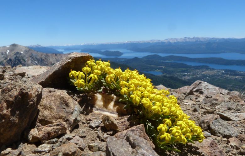 Una riocuartense con una vida de ensueños entre la montaña, las plantas y su perra “Chocolina”