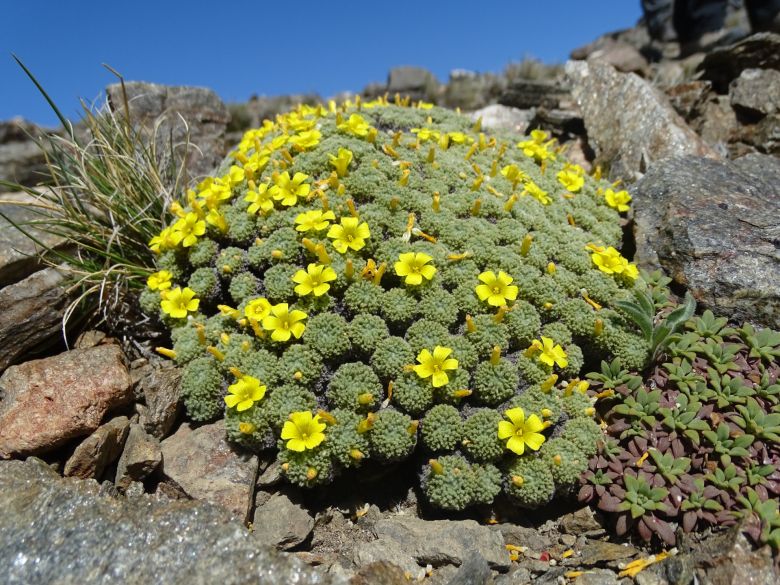 Una riocuartense con una vida de ensueños entre la montaña, las plantas y su perra “Chocolina”