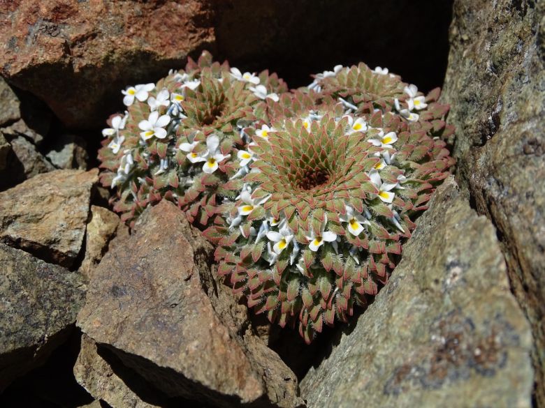 Una riocuartense con una vida de ensueños entre la montaña, las plantas y su perra “Chocolina”