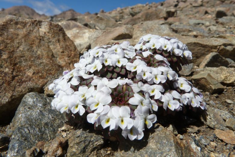 Una riocuartense con una vida de ensueños entre la montaña, las plantas y su perra “Chocolina”