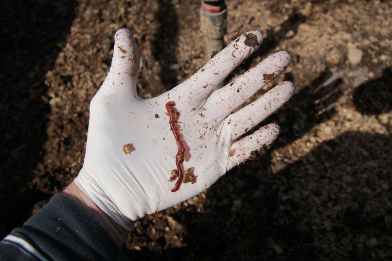 En Villa Allende la lombriz californiana transformó el agua de residuo cloacal en más de un 80%