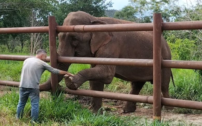 Mendoza prepara el traslado de Tamy, el último elefante cautivo en Argentina