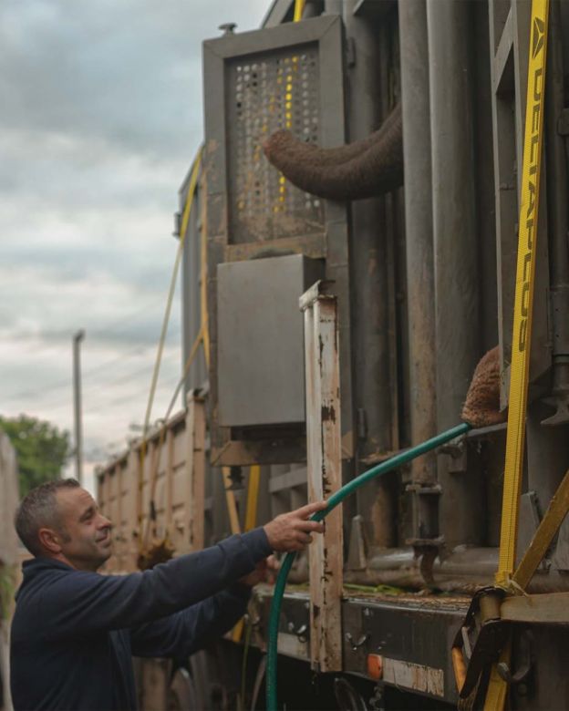 Mendoza prepara el traslado de Tamy, el último elefante cautivo en Argentina