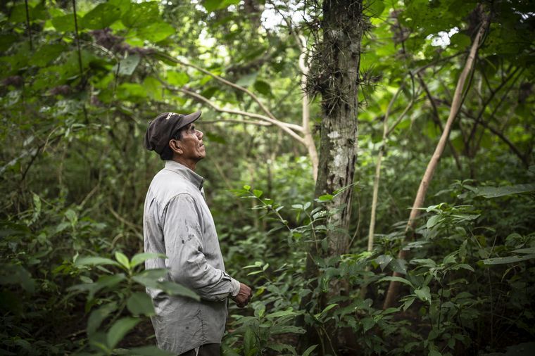 Un emprendimiento cordobés proyecta reforestar el Gran Chaco