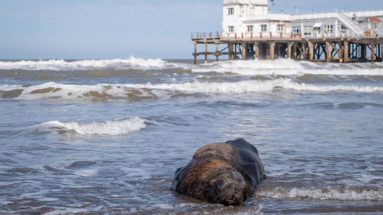 Gripe aviar en lobos marinos: "Nunca antes se vio" una afectación de esta magnitud