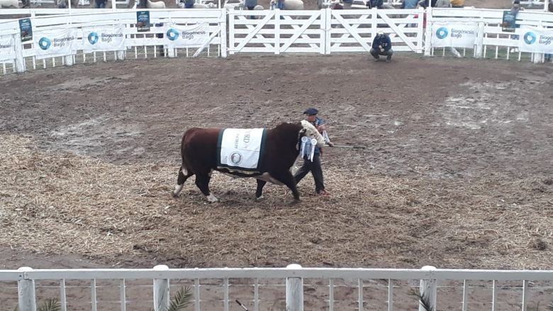 Sábado pintado en la Rural 