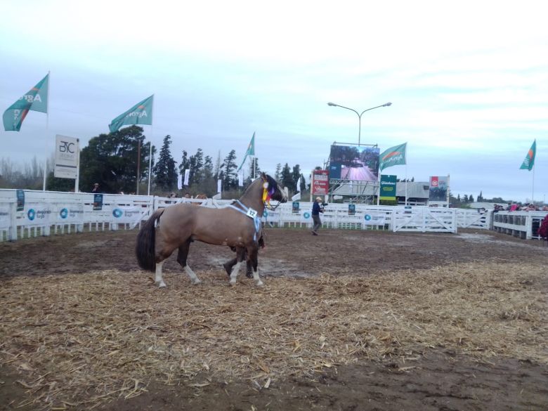 Sábado pintado en la Rural 