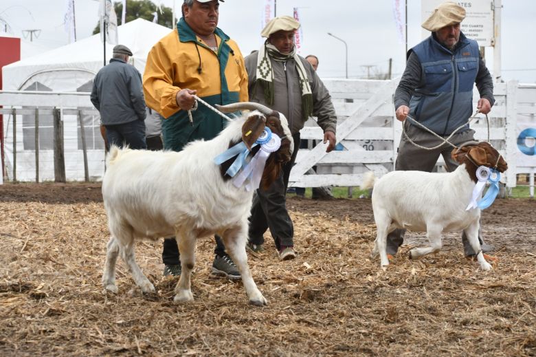 Sábado pintado en la Rural 