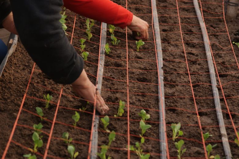 Idearon un proyecto de floricultura que genera desarrollo social y territorial