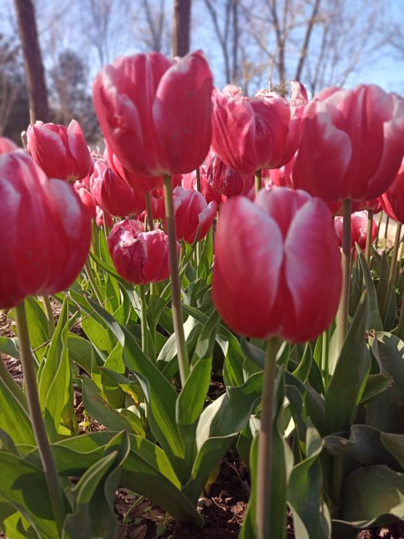 Tiene una plantación de tulipanes en el corazón del Valle de Calamuchita