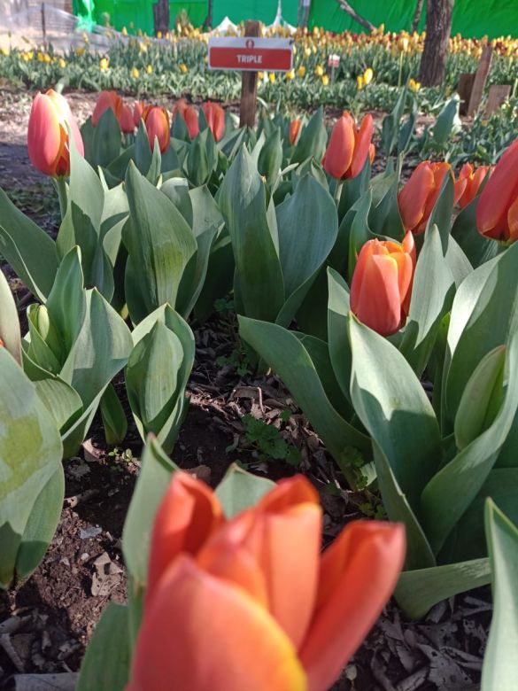 Tiene una plantación de tulipanes en el corazón del Valle de Calamuchita