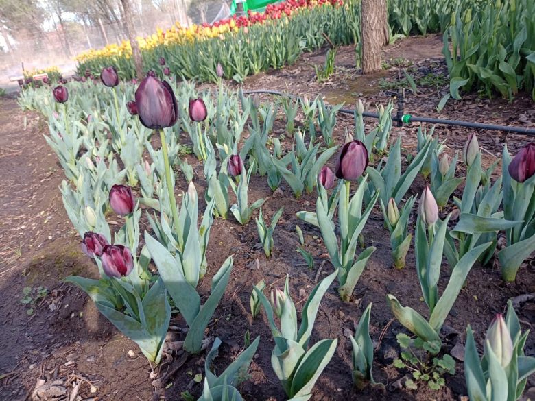 Tiene una plantación de tulipanes en el corazón del Valle de Calamuchita