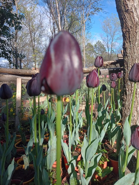 Tiene una plantación de tulipanes en el corazón del Valle de Calamuchita